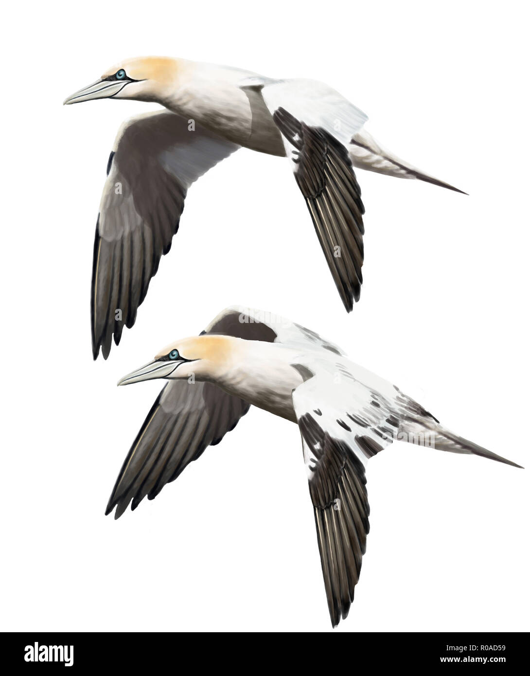 Digital illustration of a Northern gannet Stock Photo