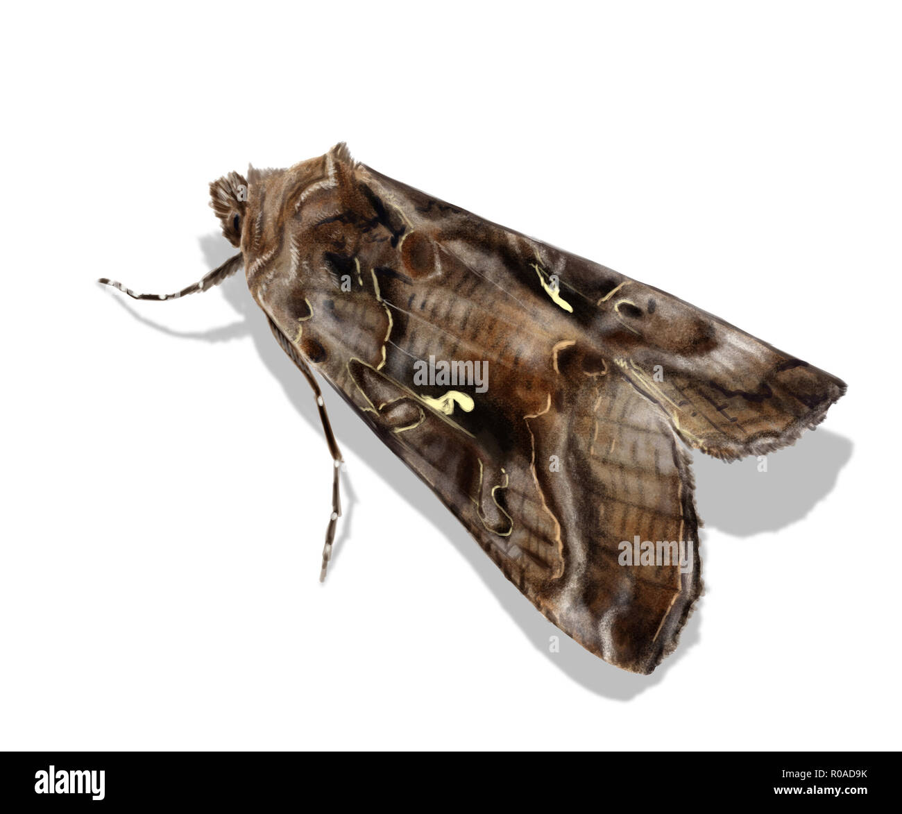 Digital illustration of the nocturnal moth Silver Y Stock Photo