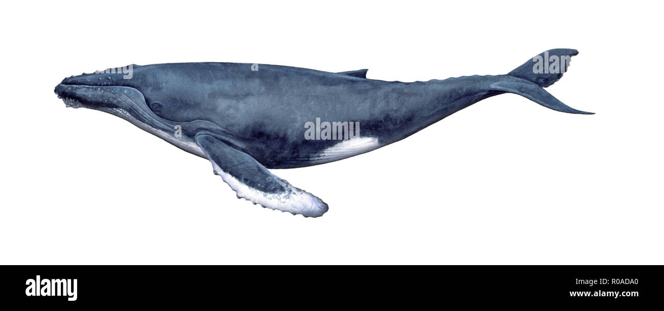 Illustration of a Humpback whale Stock Photo - Alamy