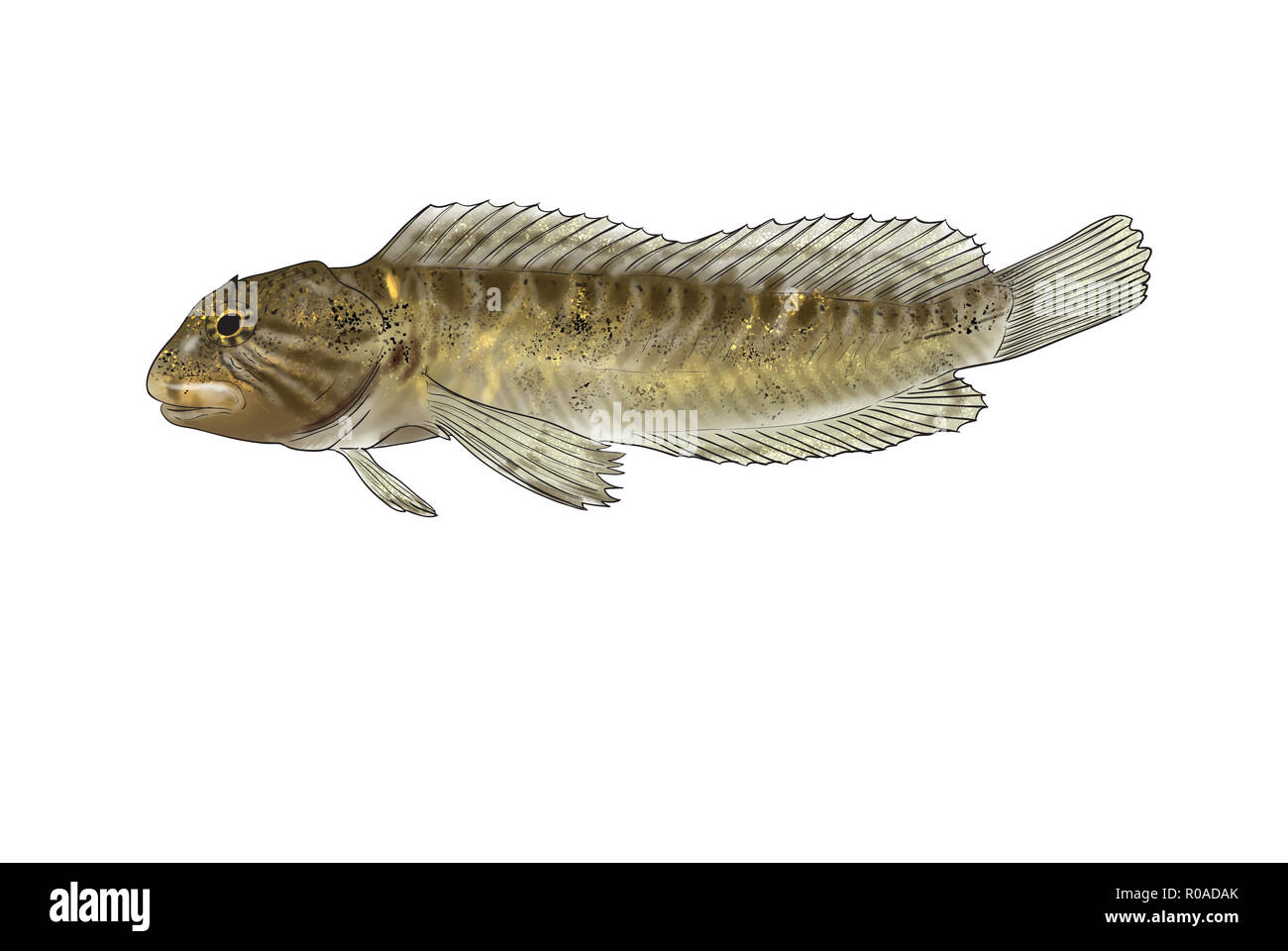 Digital illustration of freshwater fish,freshwater blenny Stock Photo