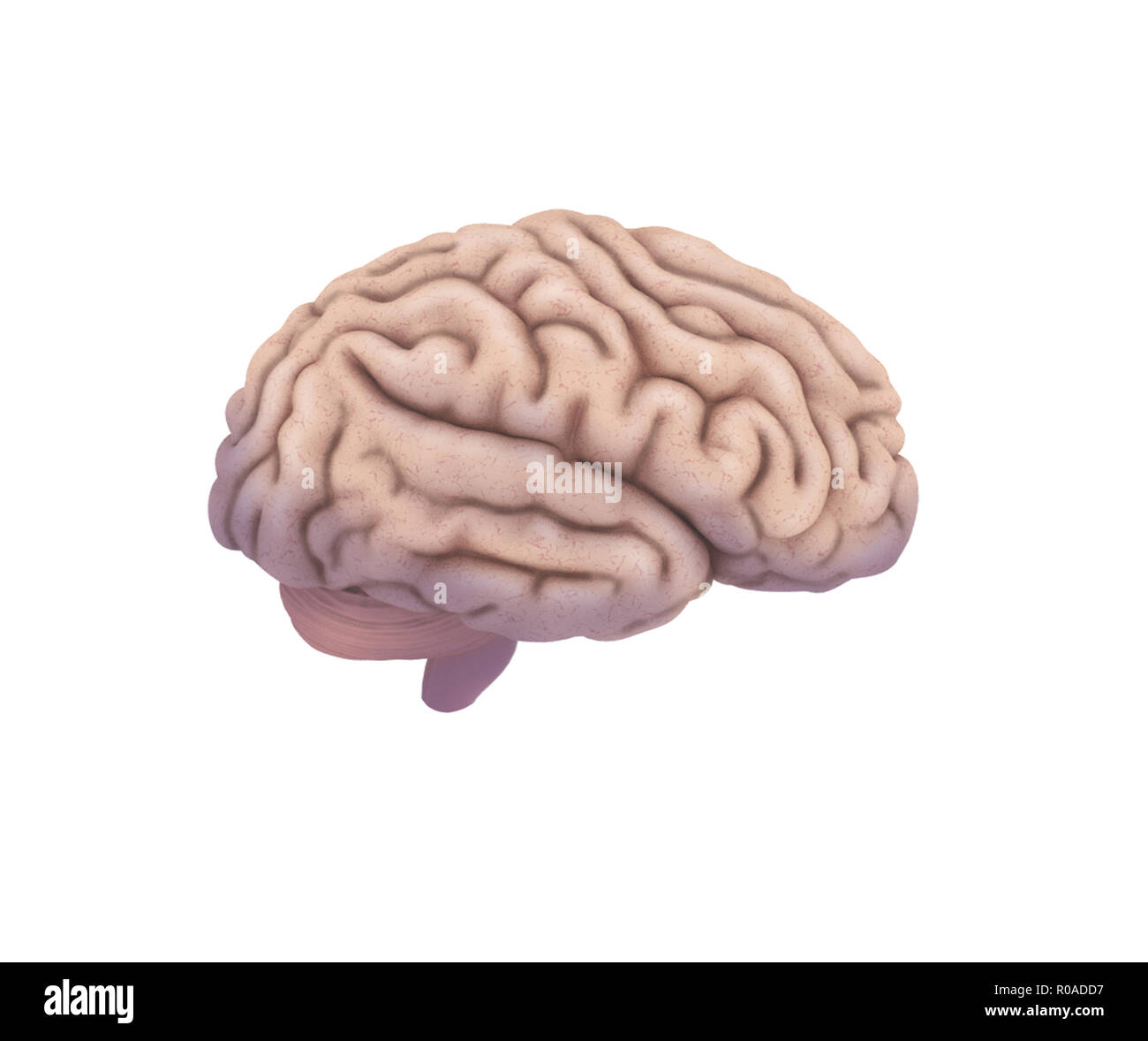 Mind brain scan Cut Out Stock Images & Pictures - Alamy