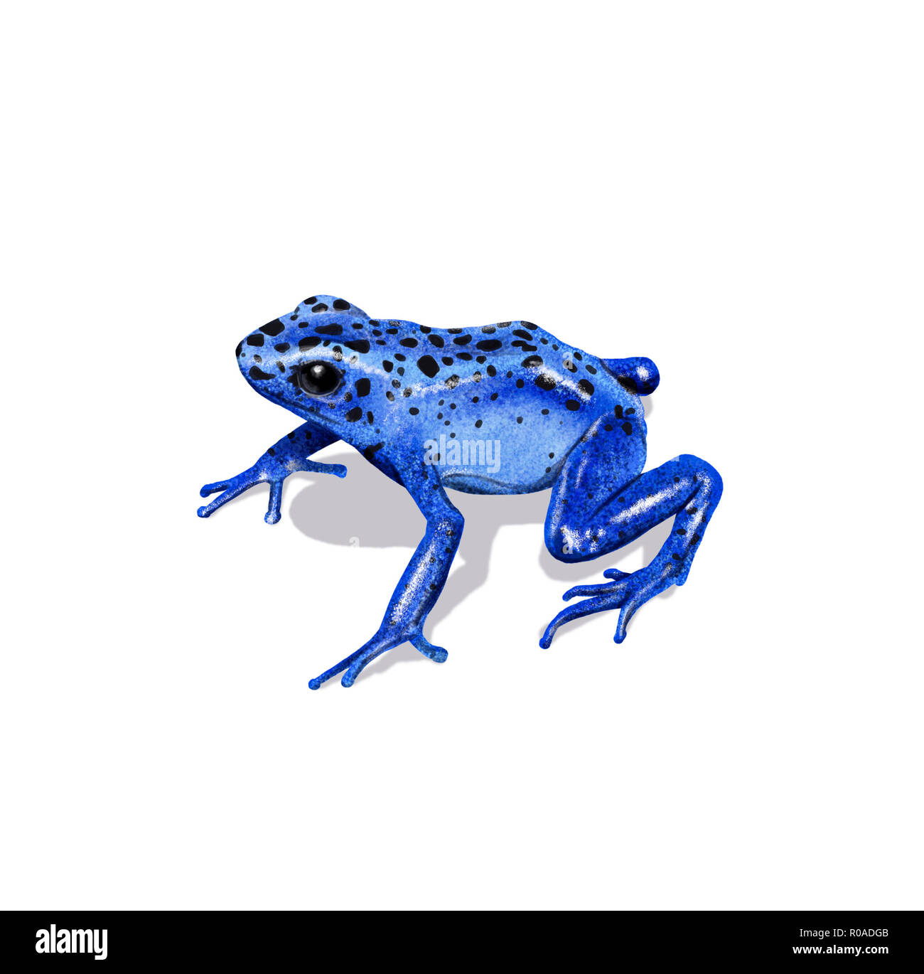 Digital illustration of a dart frog Stock Photo - Alamy