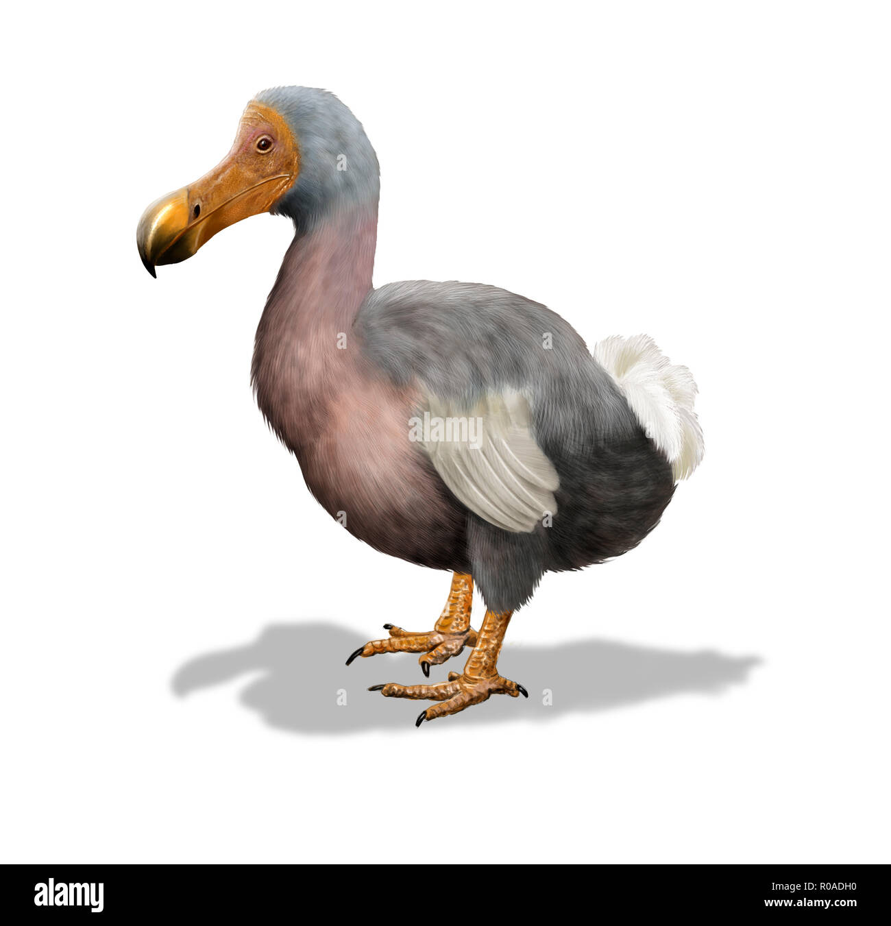 Dodo bird drawing Cut Out Stock Images & Pictures Alamy