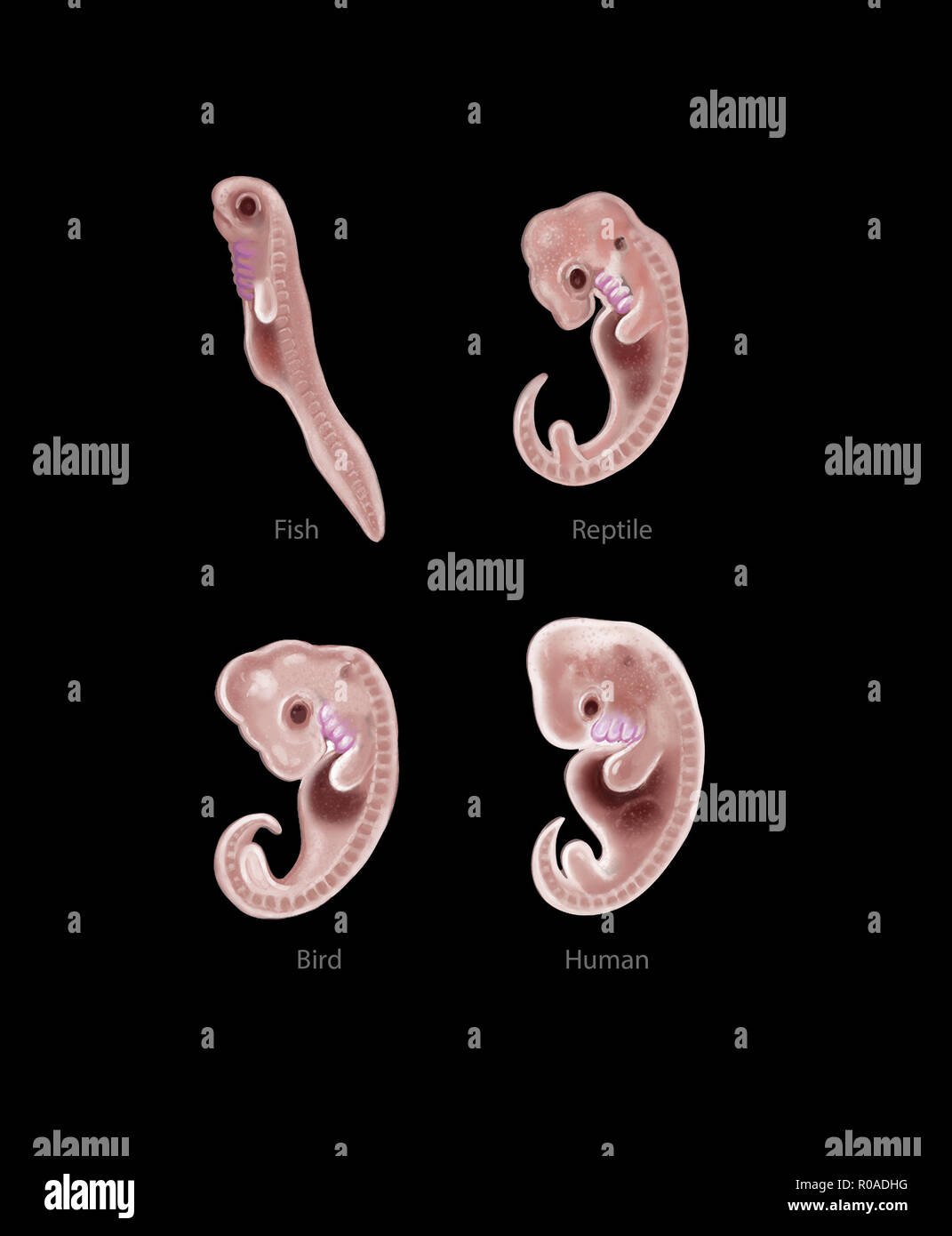 эволюция эмбрионов хордовых животных. эмбриология это анатомия. сходство зародышей на ранних стадиях развития. сравнение эмбрионов человека и животных. сходство эмбрионов позвоночных.