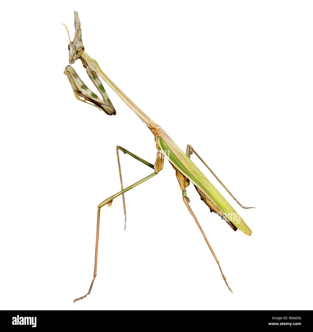 digital illustration of a female of conehead mantis Stock Photo