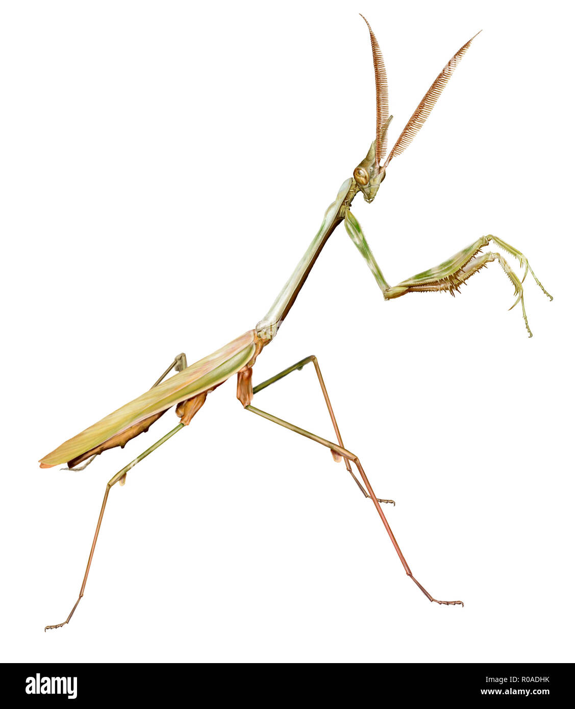 digital illustration of a male of conehead mantis Stock Photo