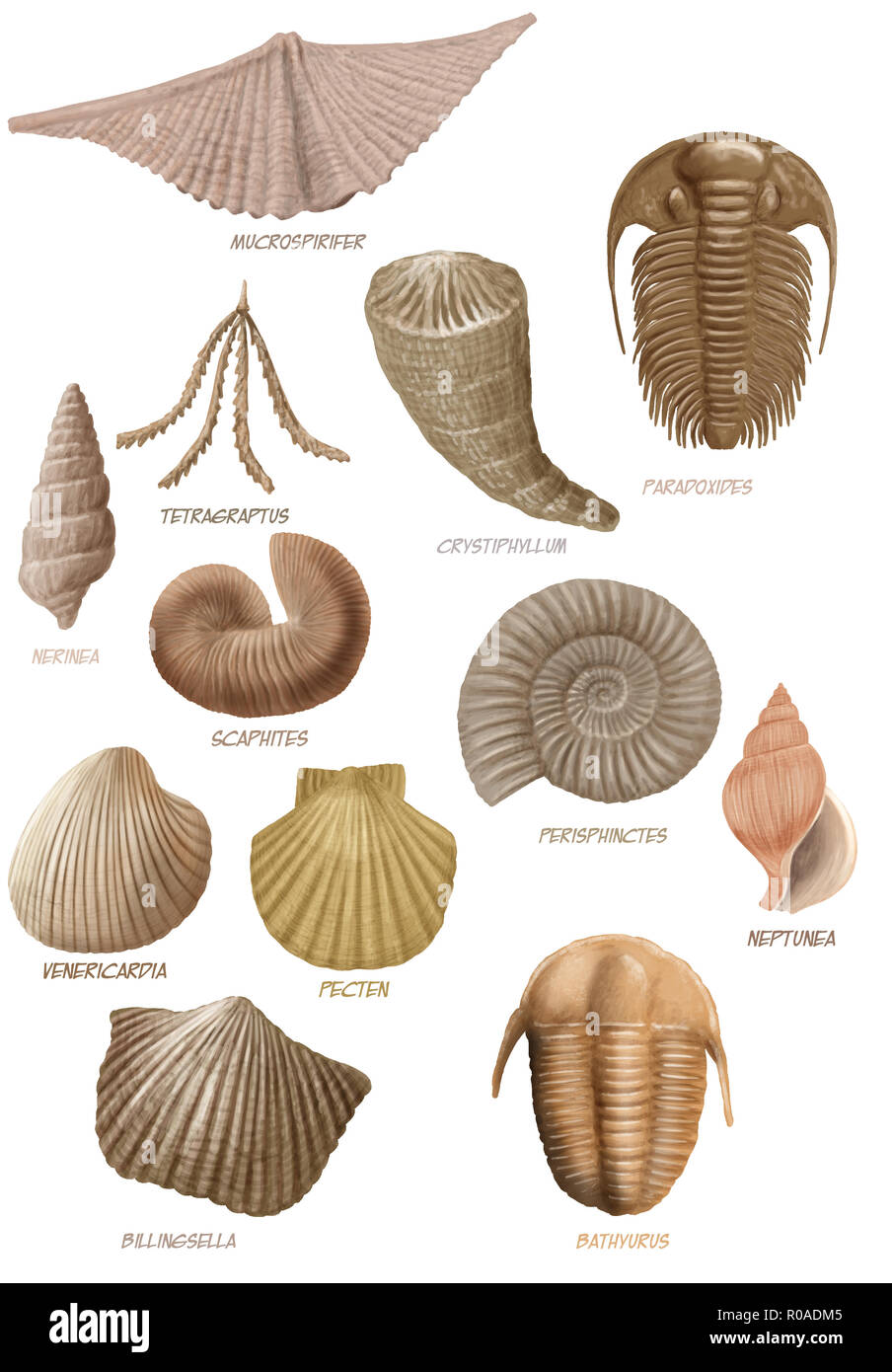 Marine fossils hires stock photography and images Alamy