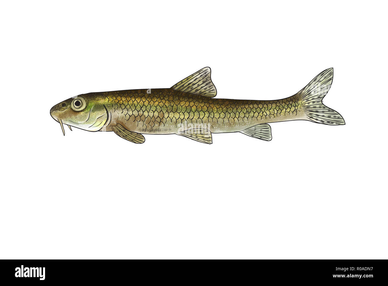 Digital illustration of freshwater fish,gudgeon Stock Photo