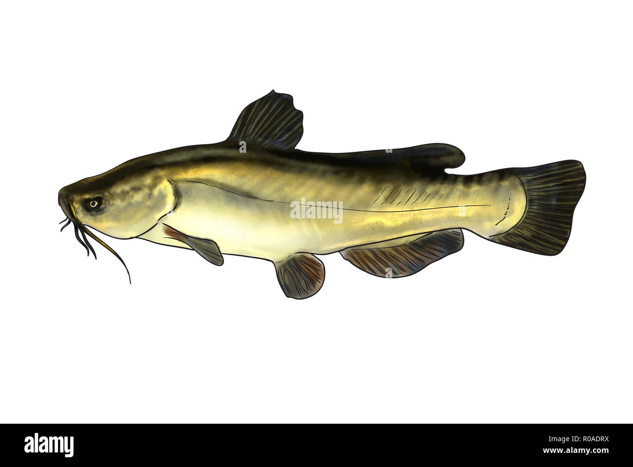 Digital illustration of freshwater fish, black bullhead Stock Photo