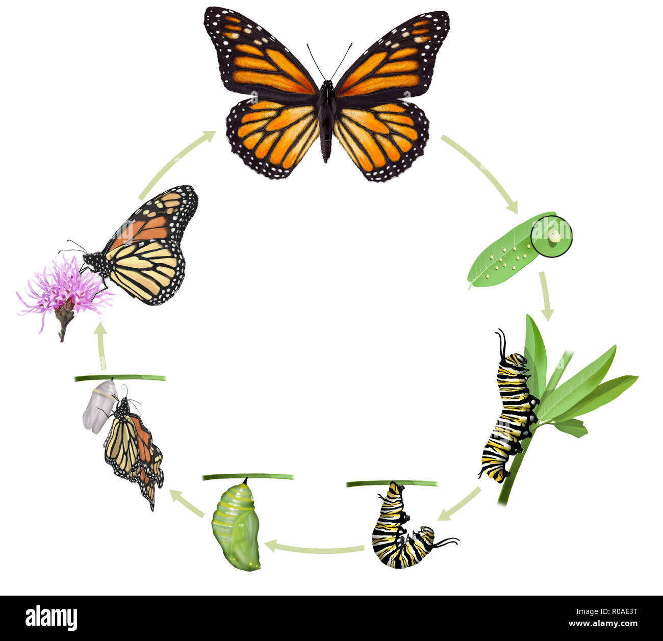 Digital illustration of a monarch butterfly life cycle Stock Photo