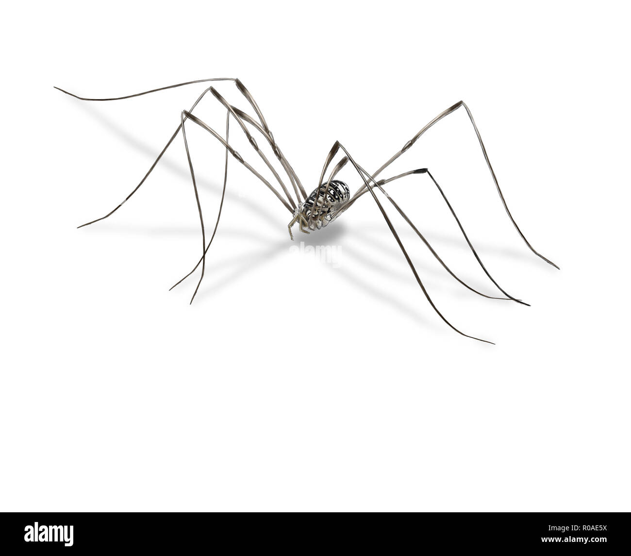 Daddy long legs illustration hi-res stock photography and images - Alamy