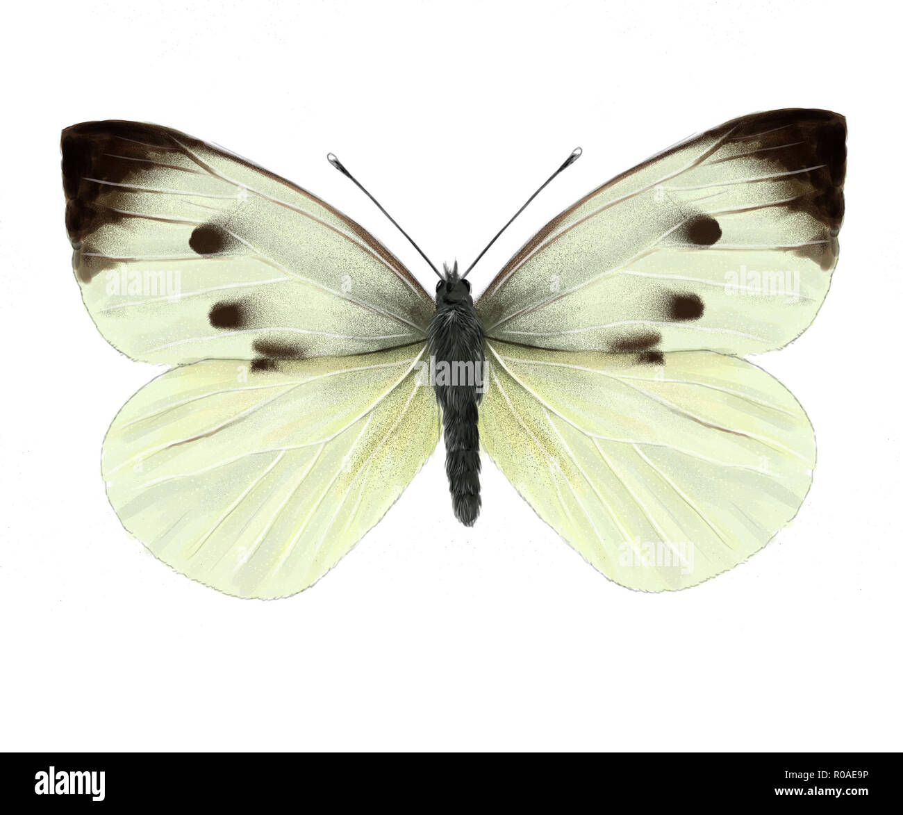 cabbage butterfly digital illustration, isolated Stock Photo