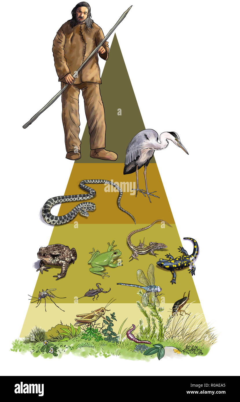пищевая пирамида животных. человек звено пищевой цепи. пищевая цепочка в природе с человеком. в пищевой цепи звенья расположены так. инфографика пищевой цепи.
