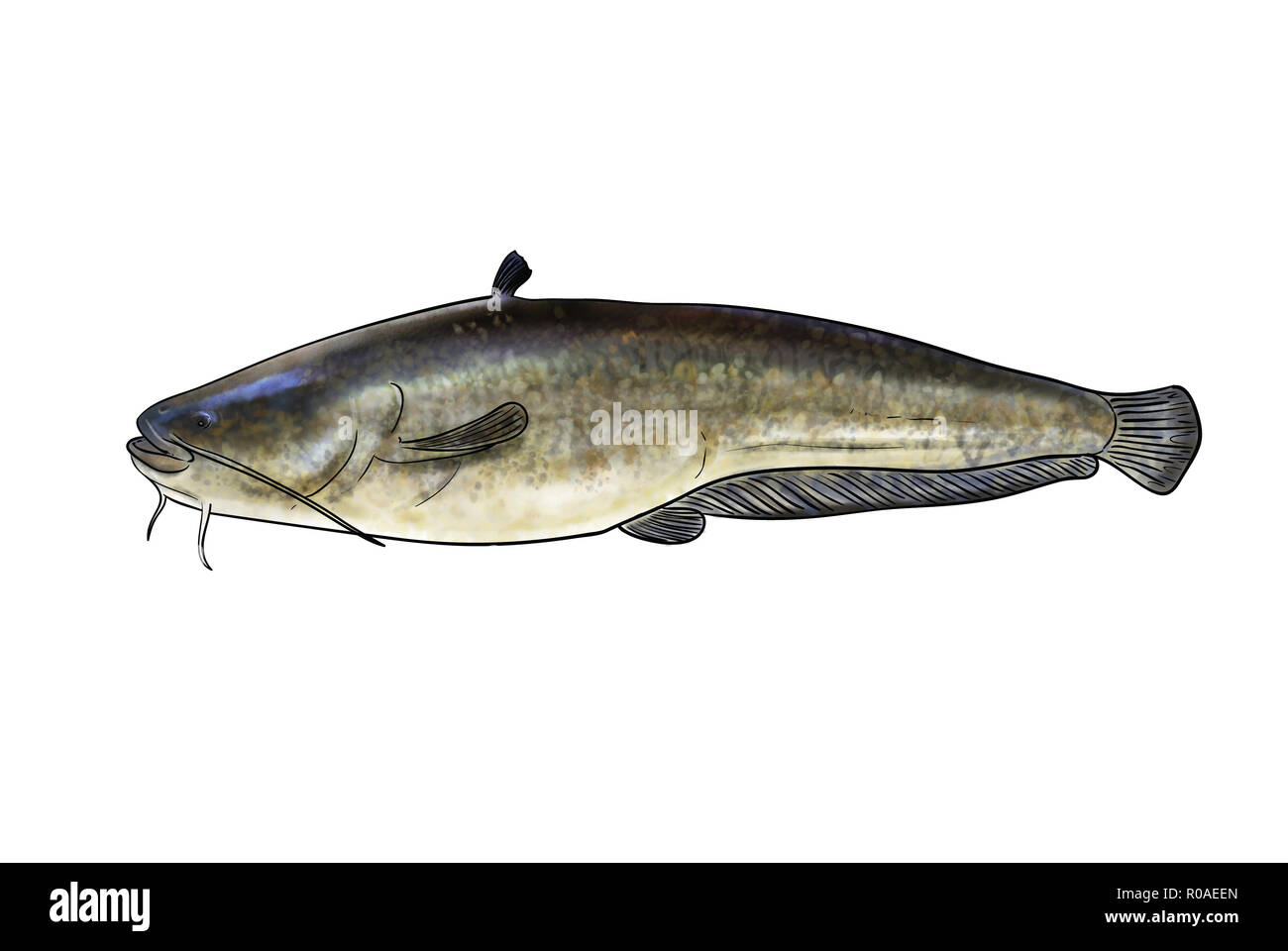 Digital illustration of freshwater fish, catfish Stock Photo Alamy