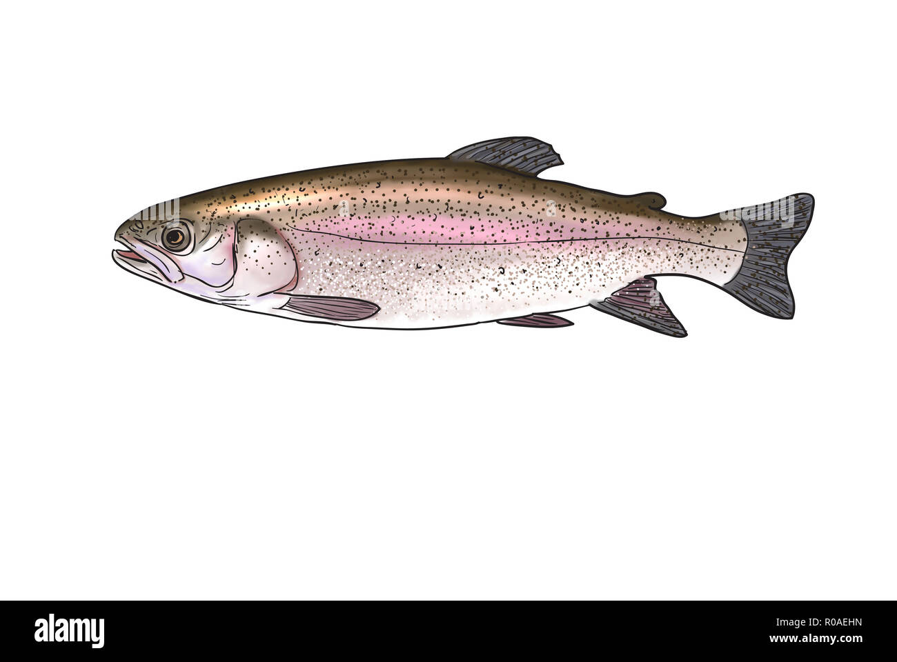 Digital illustration of freshwater fish, Rainbow trout Stock Photo - Alamy
