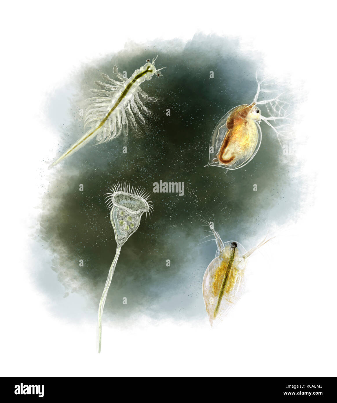 Digital illustration of a daphnia, vorticella and Brine shrimp Stock Photo