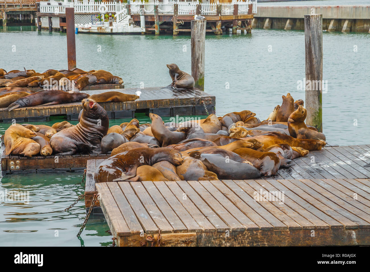 Colony Of Sea Lions Resting On Platform At San Francisco Pier 39 California United States Pier 39 Is Located At The Edge Of Fisherman S Wharf Distr Stock Photo Alamy