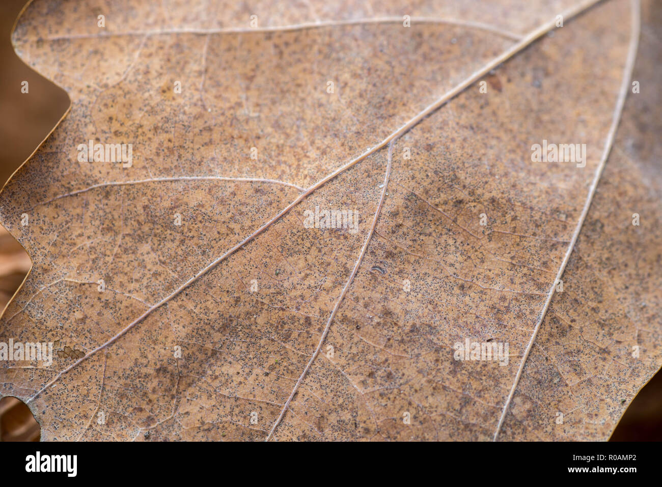 dried brown oak leaf macro selective focus Stock Photo