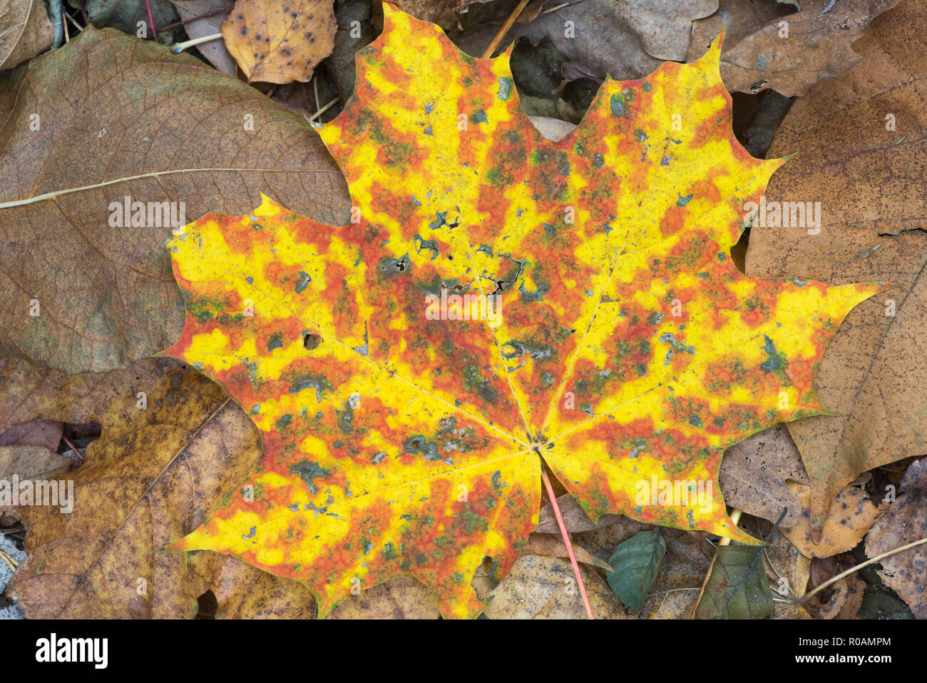 multicolored fall maple leaf macro Stock Photo