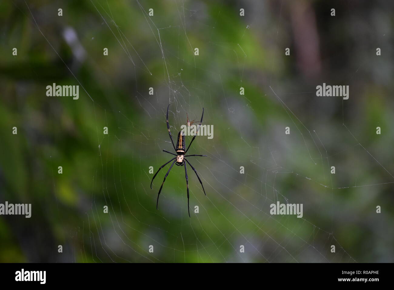 Spiders on web Stock Photo