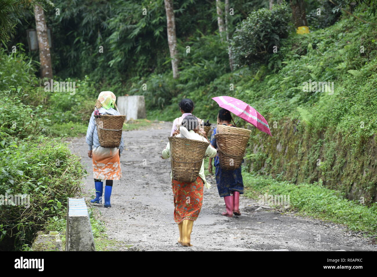 Women Tea Garden Labors walking Stock Photo