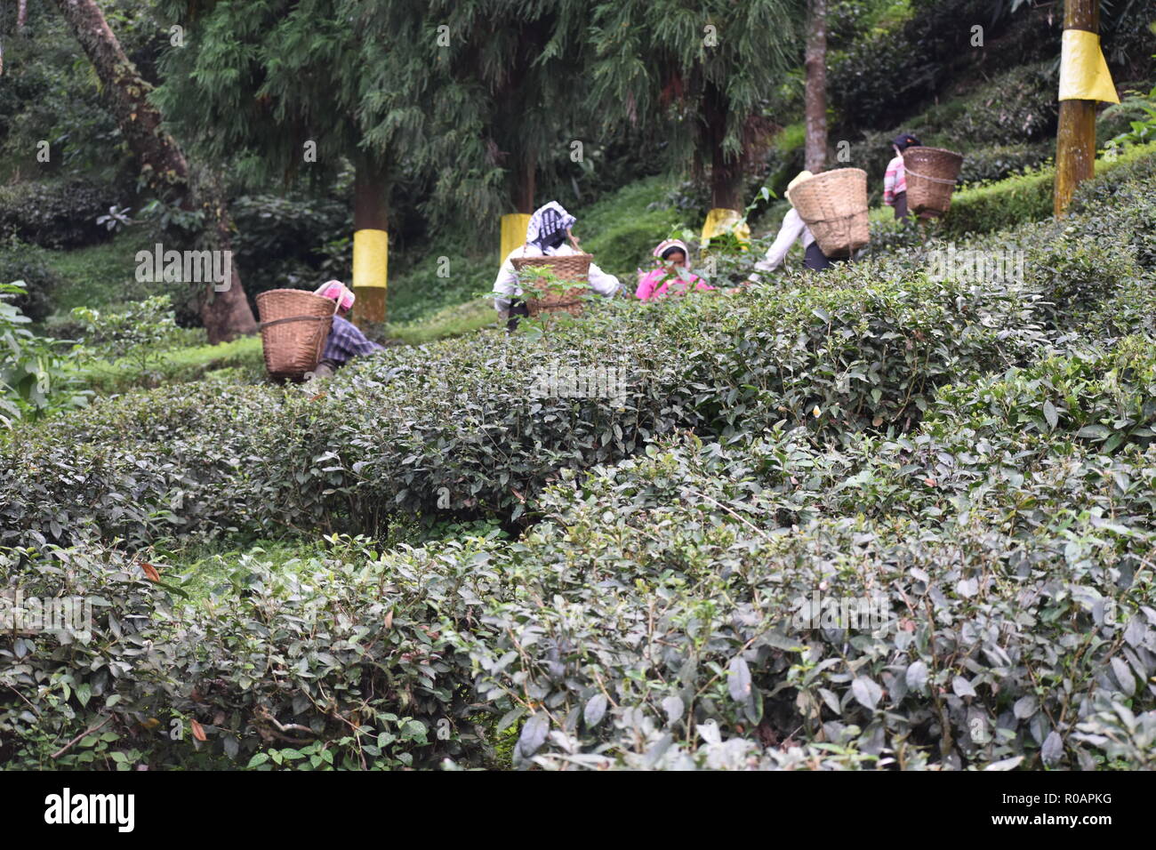 Women Labors Plucking Tea Stock Photo