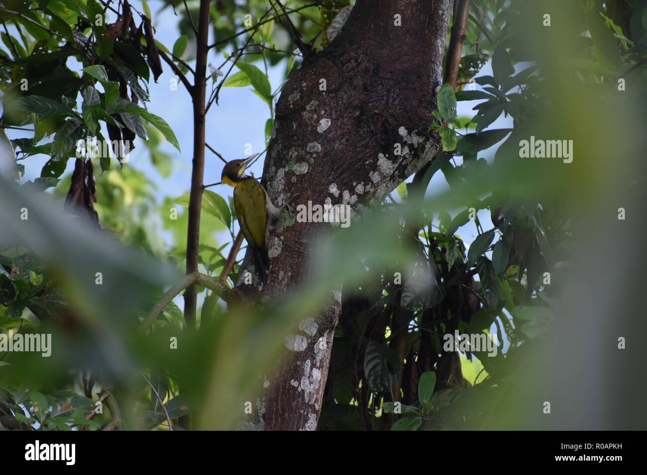 Yellownape Woodpecker Stock Photo