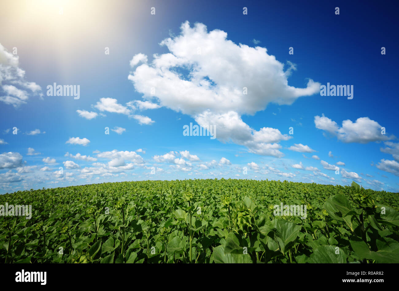 Sunflower green field under cloudy summer sky Stock Photo - Alamy