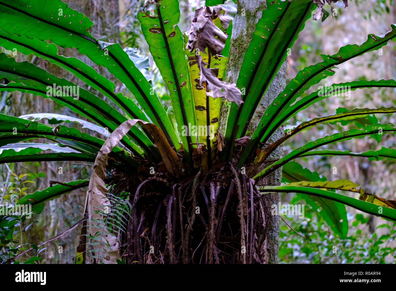 On the Python Rock walk - At O'Reilly's Rainforest Retreat, Lamington ...