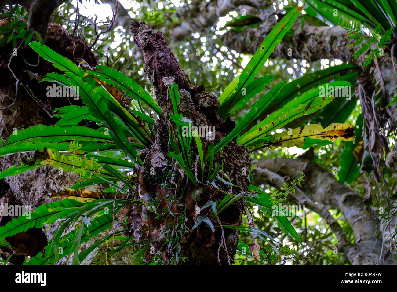 On the Python Rock walk - At O'Reilly's Rainforest Retreat, Lamington ...