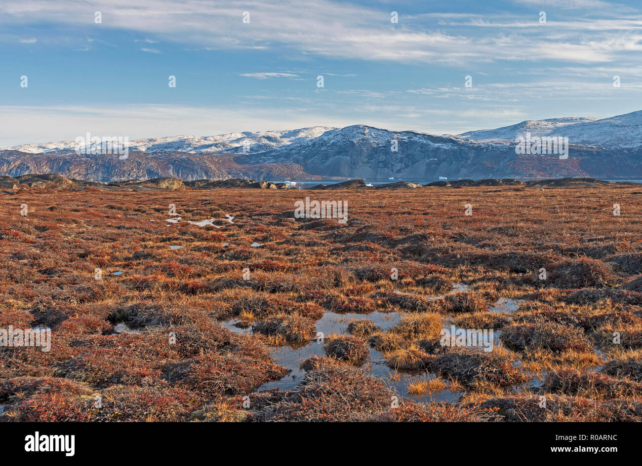Tundra Wetlands in the High Arctic near Equip Sermia in Greenland Stock Photo