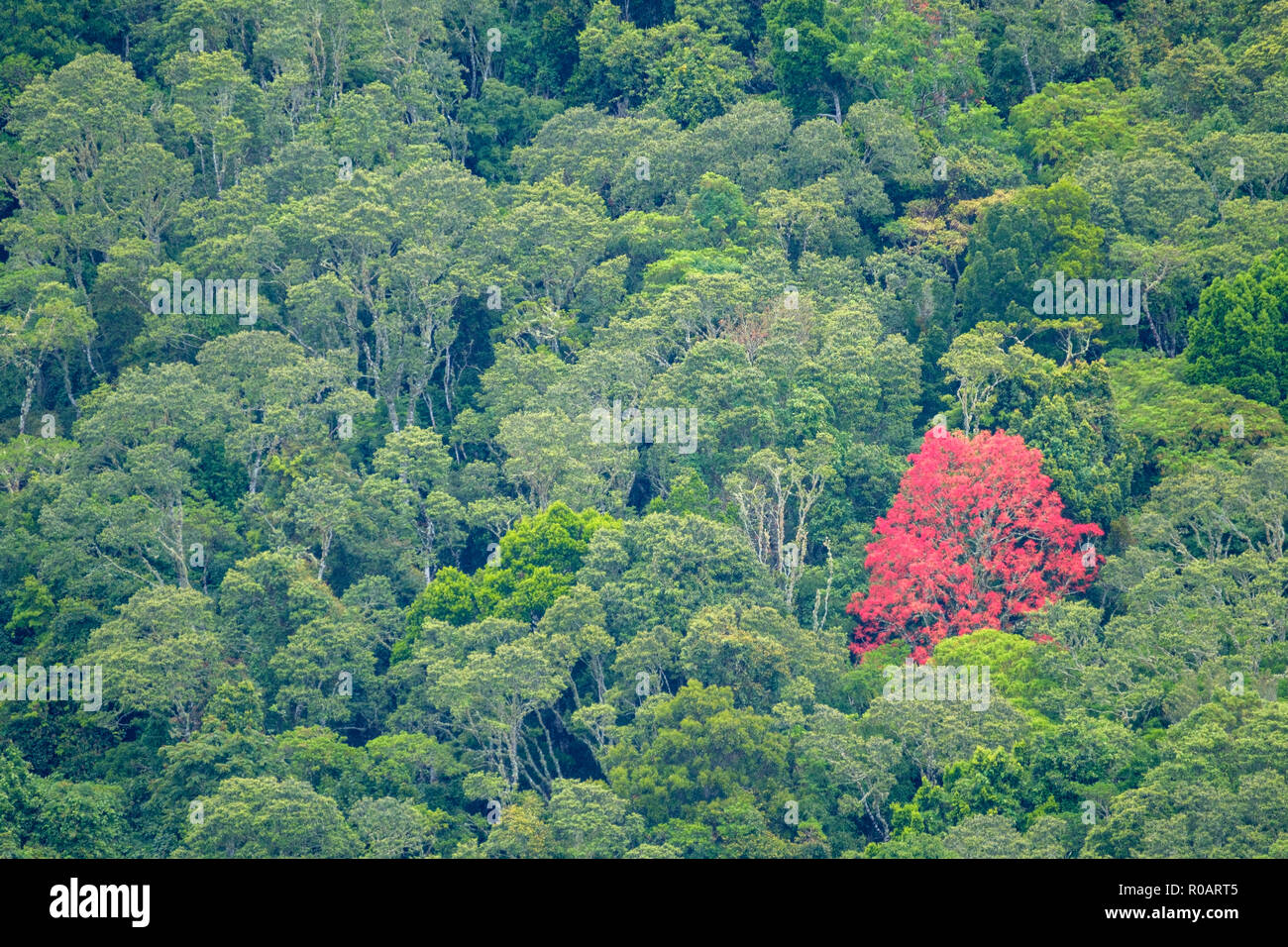 Flametrees in the forest - At O'Reilly's Rainforest Retreat, Lamington National Park Stock Photo