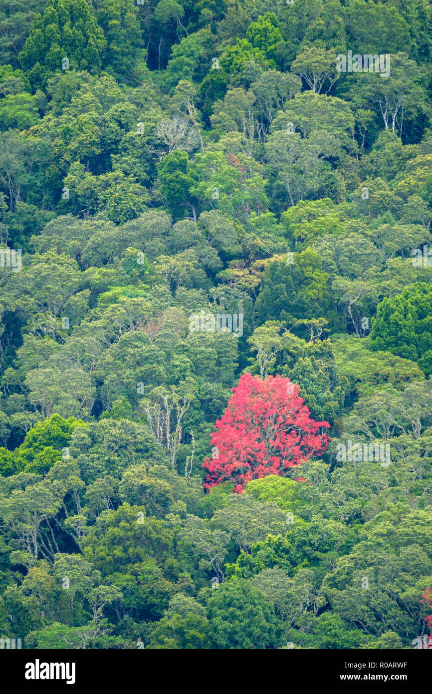 Flametrees in the forest - At O'Reilly's Rainforest Retreat, Lamington National Park Stock Photo