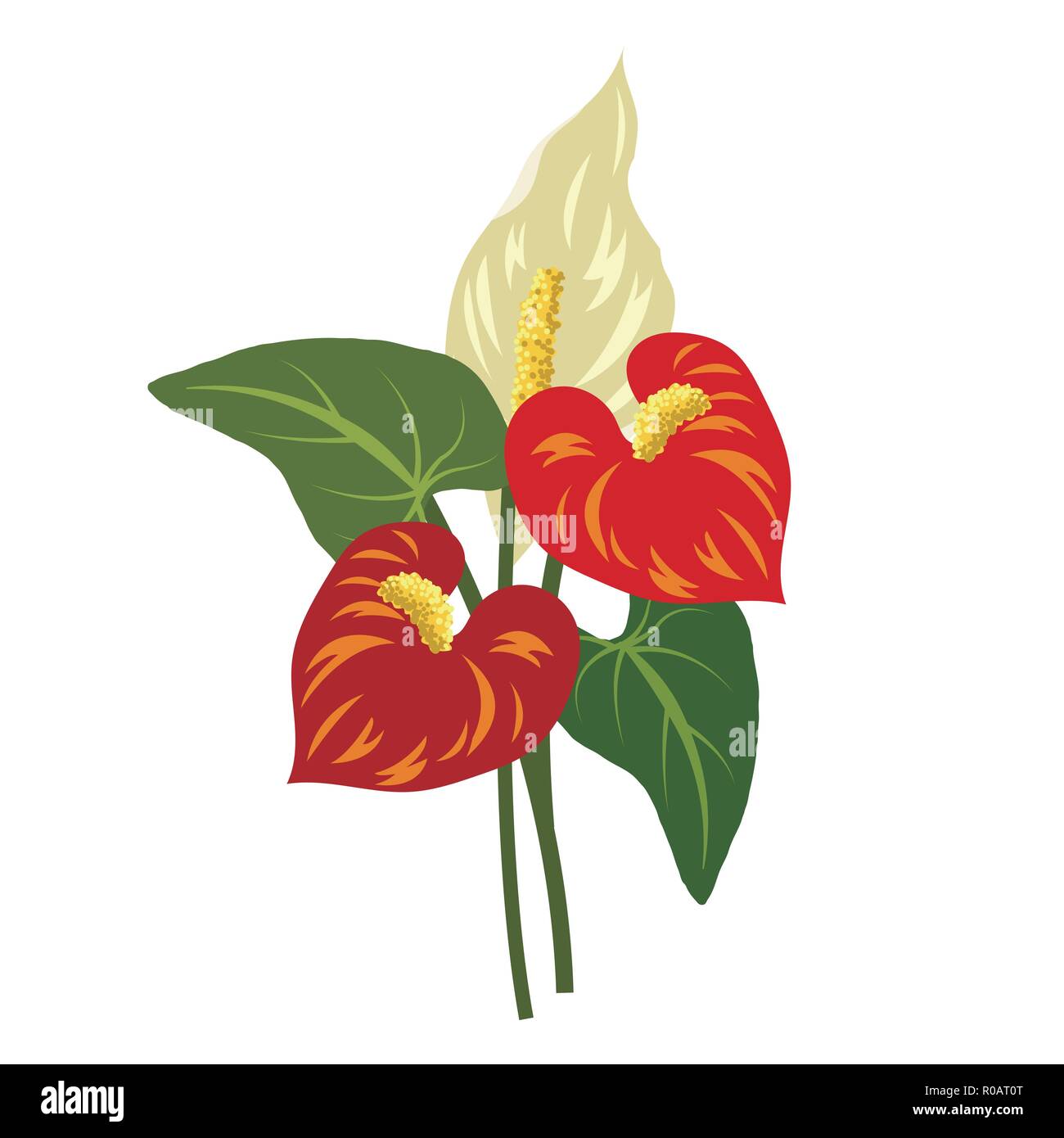 Nature flower red anthurium flamingo flower, vector botanic garden