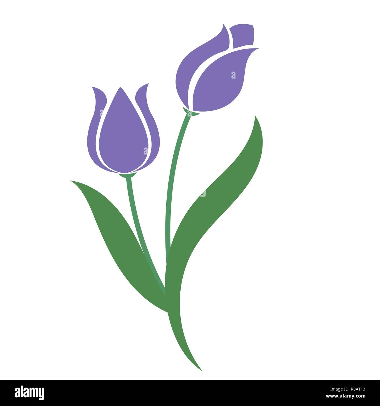 Nature flower purple tulip, vector botanic garden floral leaf plant