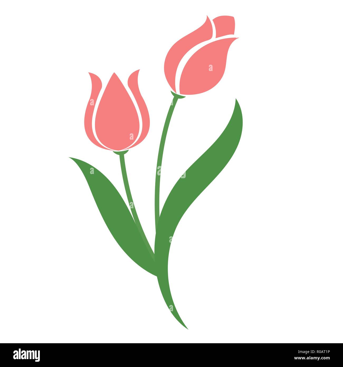Nature flower pink tulip, vector botanic garden floral leaf plant Stock