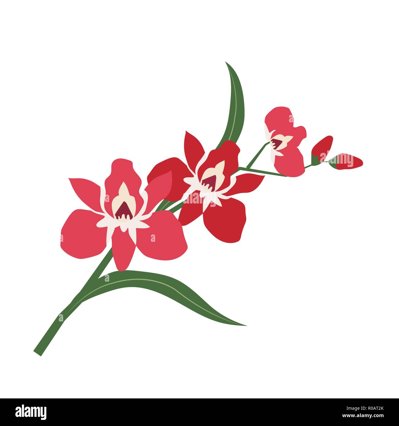 Nature flower red orchid, vector botanic garden floral leaf plant Stock