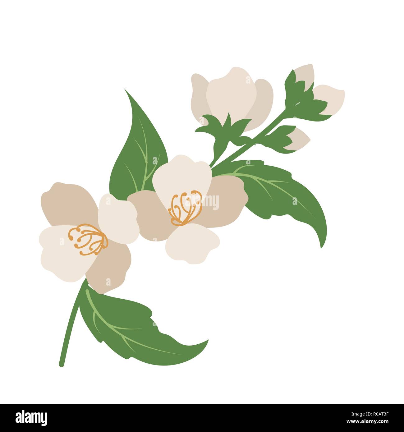 Nature flower jasmine, vector botanic garden floral leaf plant Stock