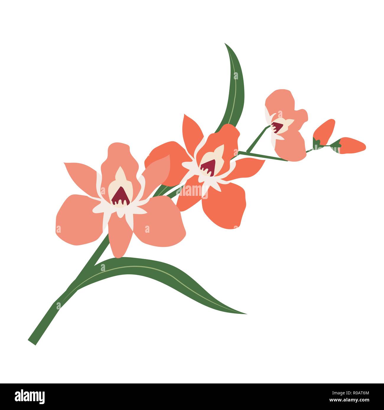 Nature flower orange orchid, vector botanic garden floral leaf plant
