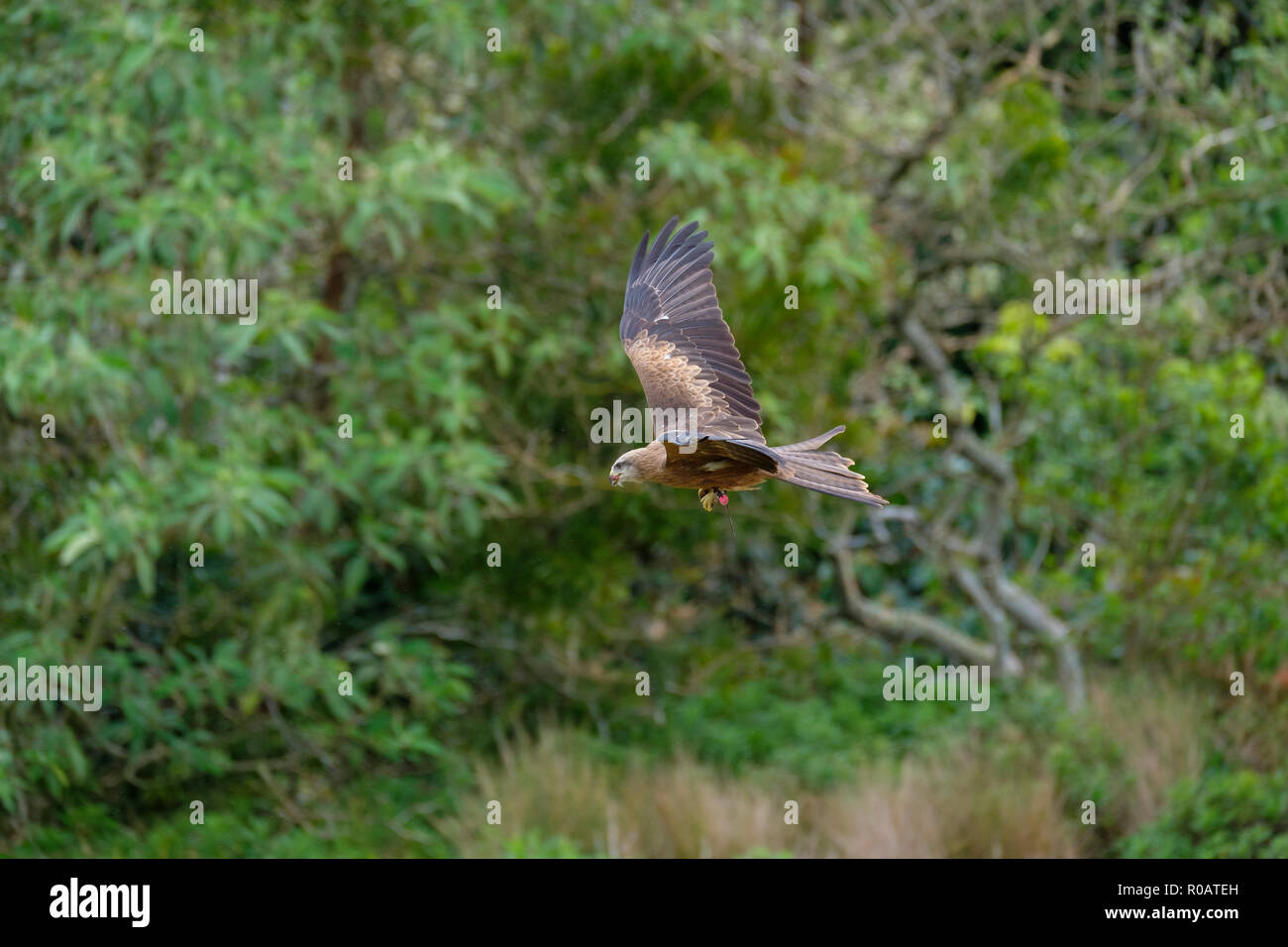 Black Kite Birds of Prey Show O'Reilly's Rainforest Retreat Stock