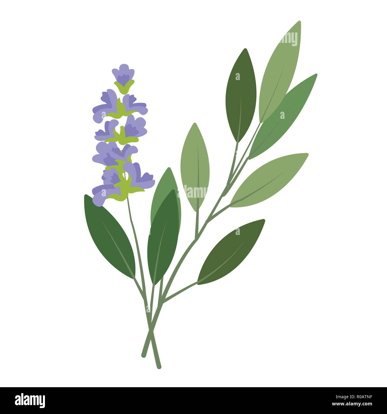 Nature organic vegetable Sage, healthy vector colorful food vegetable