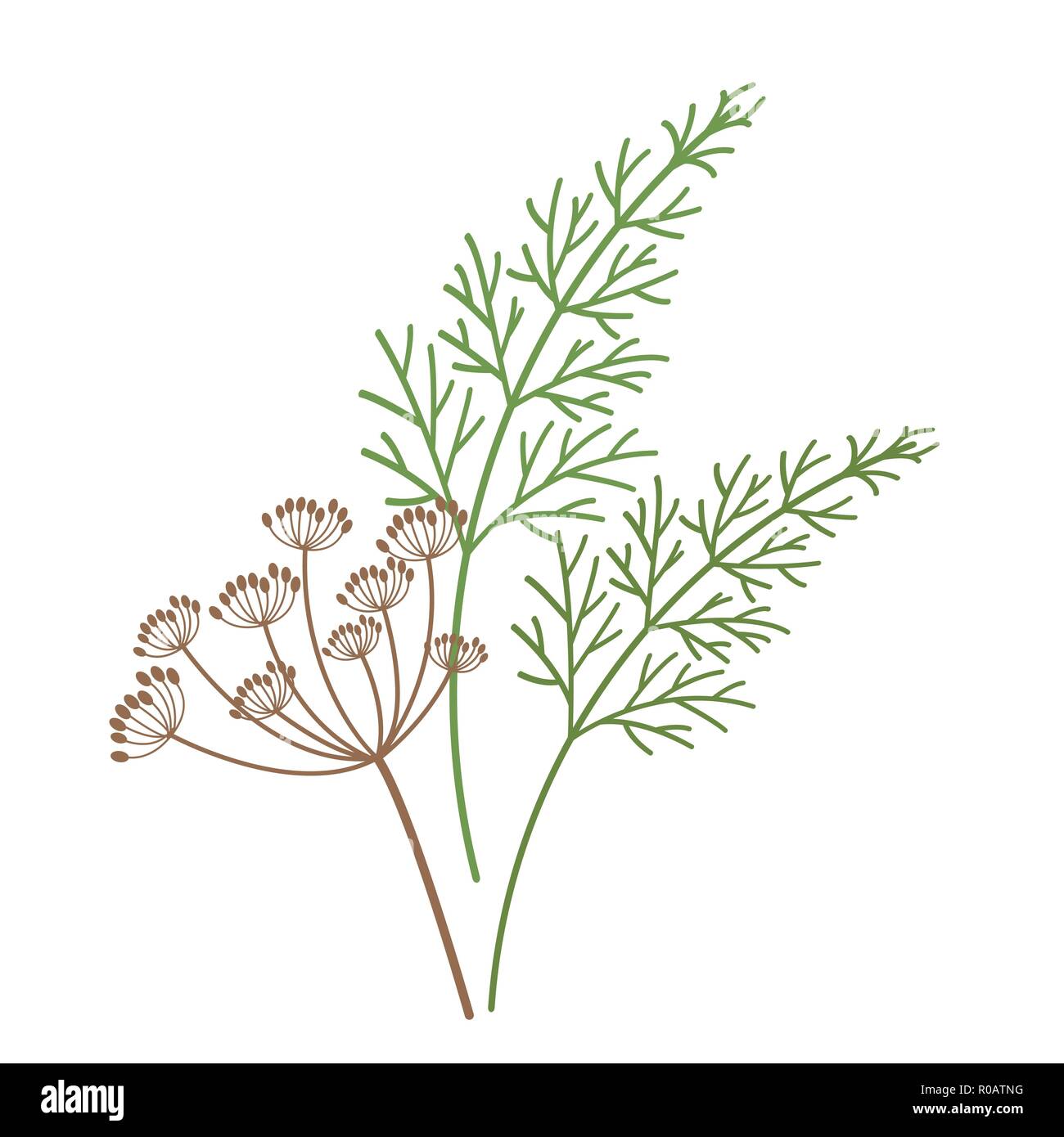 Nature organic vegetable Dill flower Fennel spice, healthy vector