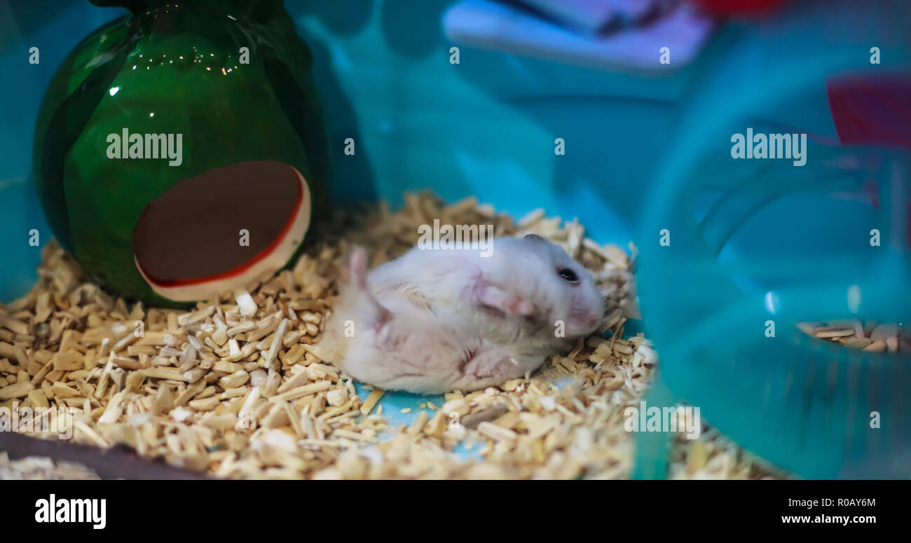 cute female Winter White Dwarf Hamster on rolling on pet friendly