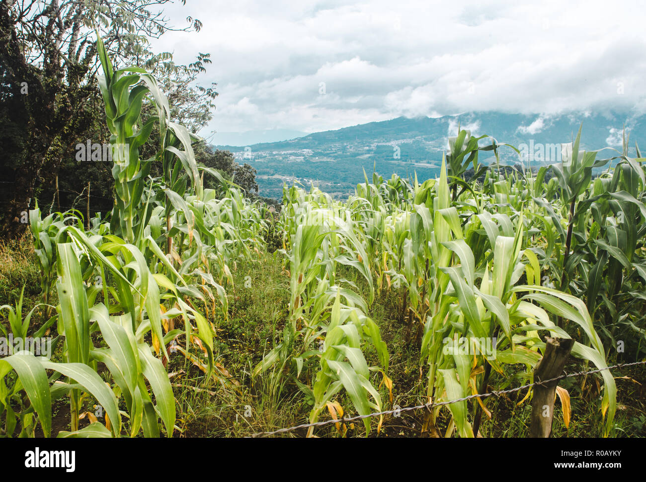 A field growing maize with views over the green hilly landscape worked into small farms in the rural mountains of Guatemala Stock Photo