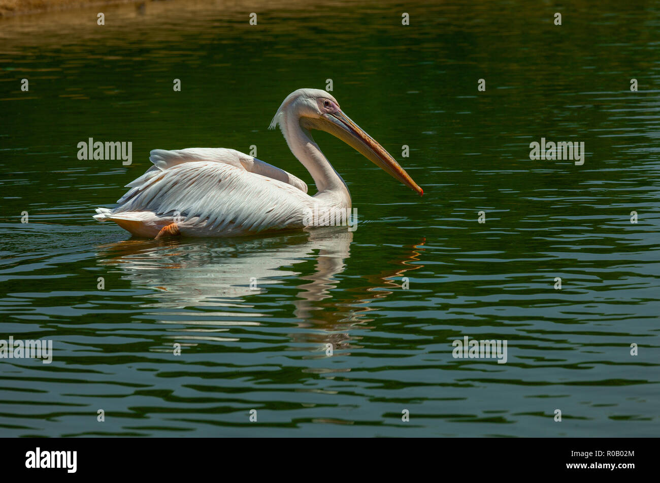 pelecanus erythrorhynchos white pelican on green water Stock Photo