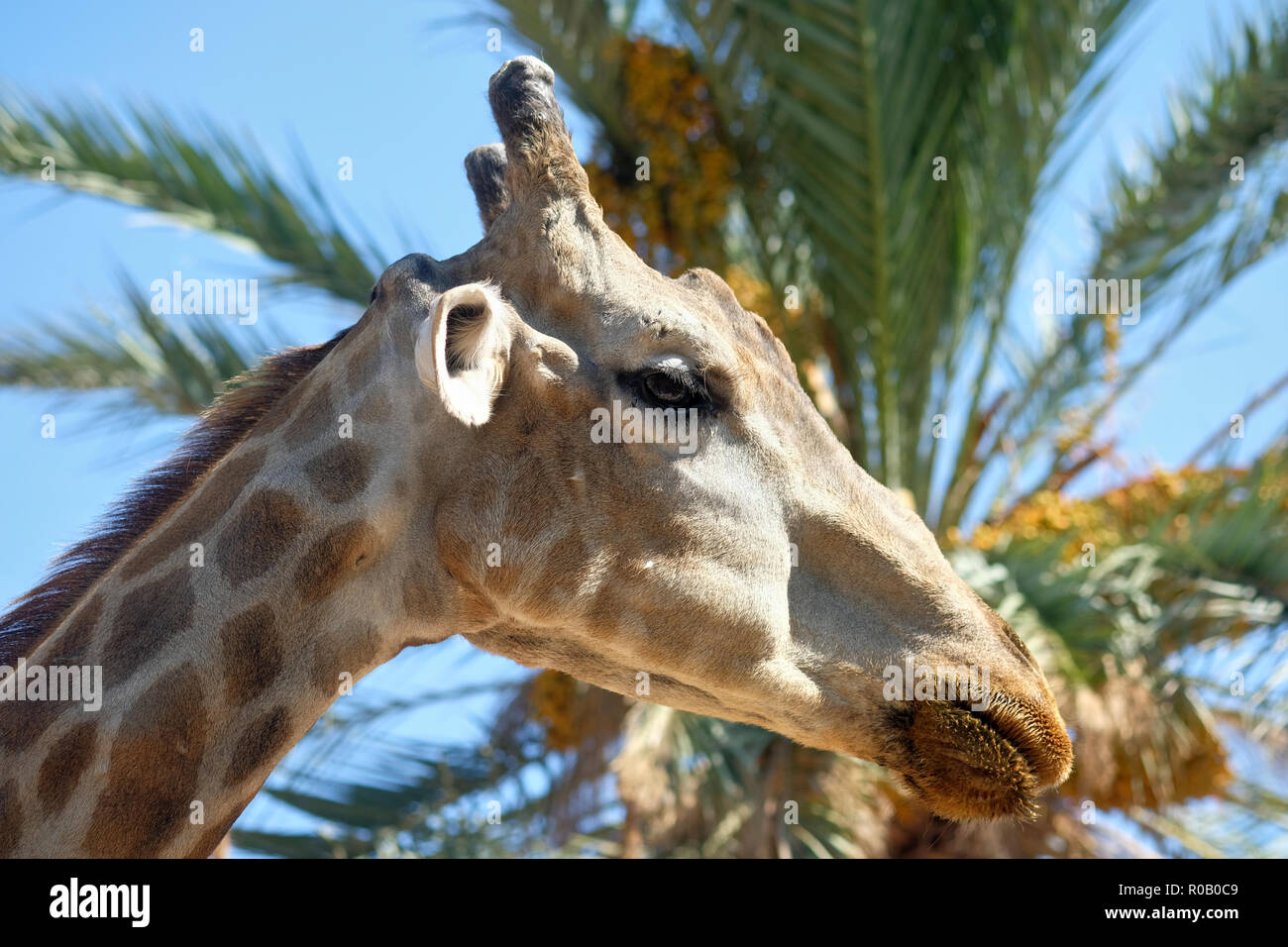 Close up profile muzzle of giraffe against blue sunny sky and palm tree lush leaves. Spain Stock Photo