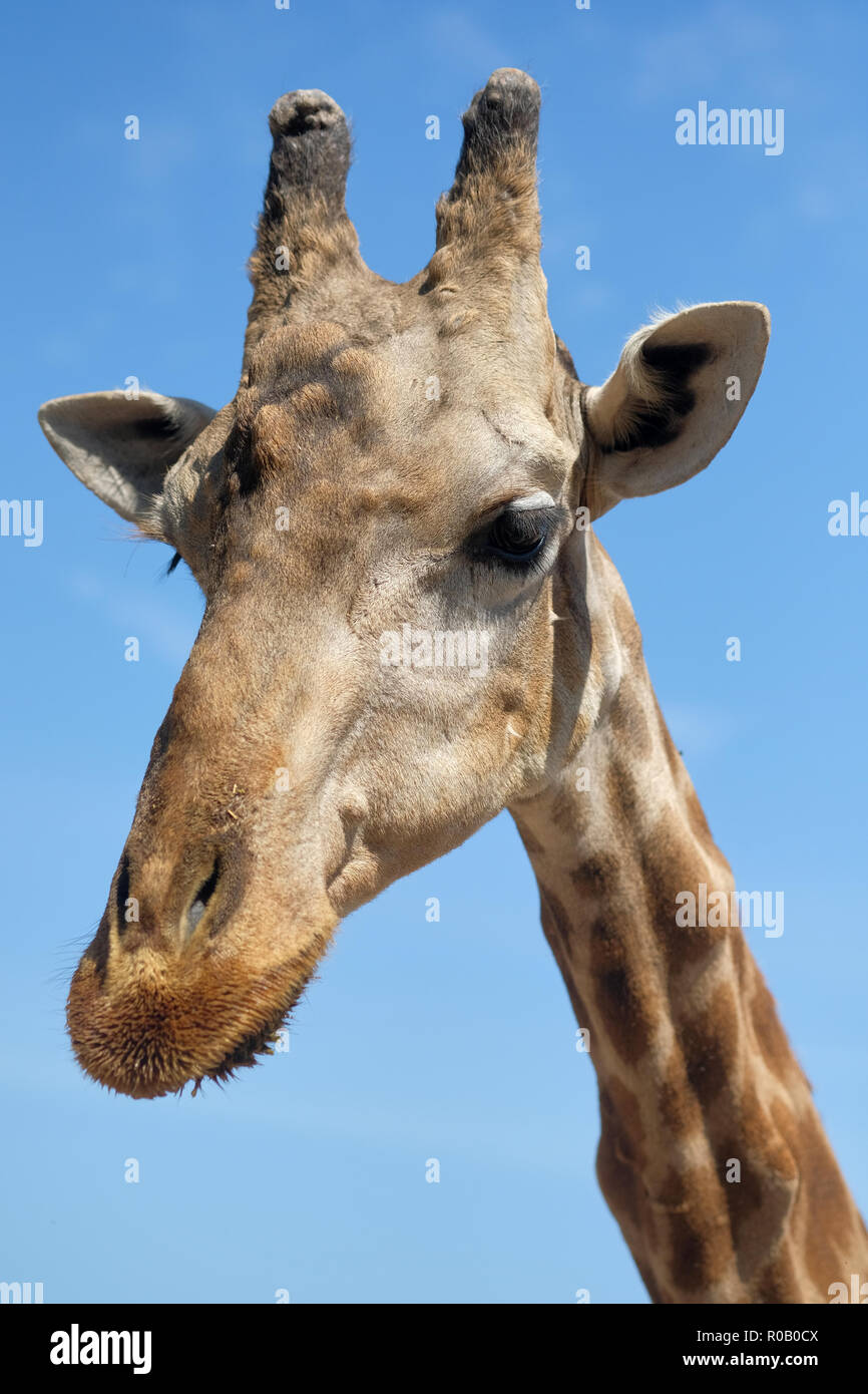 Close upo muzzle of African giraffe against blue sunny sky. Spain Stock Photo