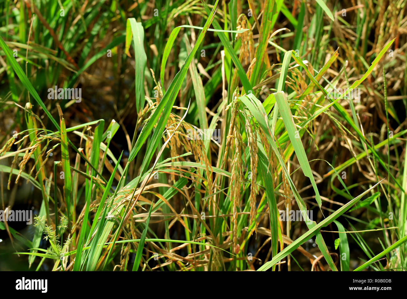 Closed up Golden Ripe Rice Grains in the Sunshine, the Paddy Field of Thailand Stock Photo