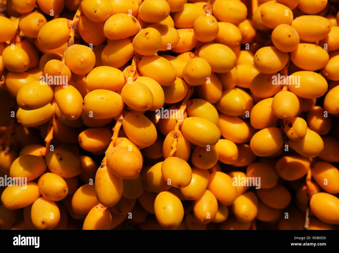 Full frame background close up of date palm or Phoenix dactylifera ...