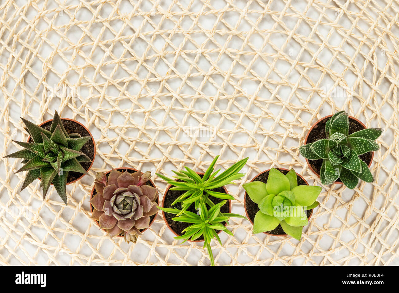 Little succulent plants on a mesh background made of natural materials, with copy space. Home decor. Stock Photo